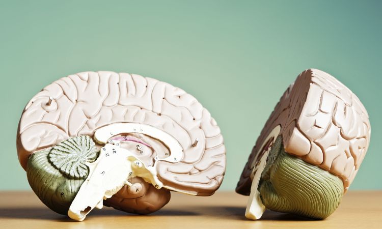 Conoce los principios del estructuralismo en psicología